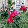 Саратовцев предупредили о грозах с градом